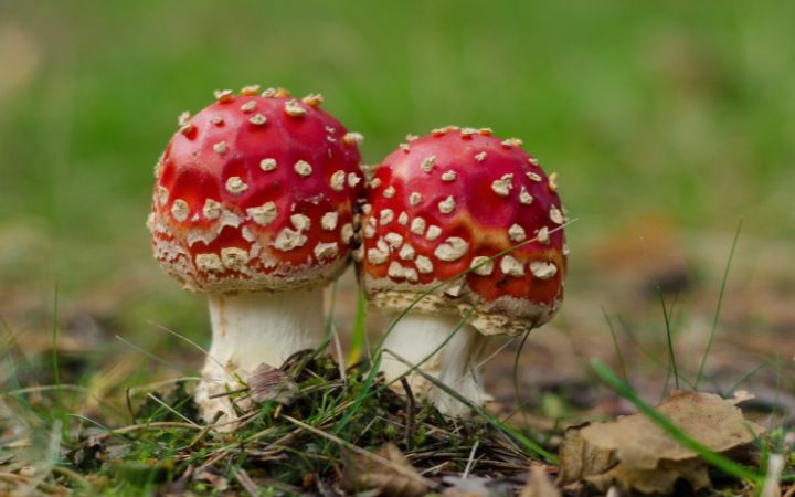 Teorija afektivnog vezivanja